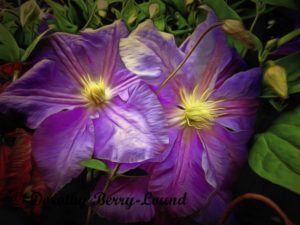 Two beautiful purple clematis blooms with bright yellow, spikey centres, sit mingling with green leaves. The colour on the flowers is dappled with light and shade, so the purple varies from very pale to quite dark. The contrast of the purple with the yellow stamens is quite striking.