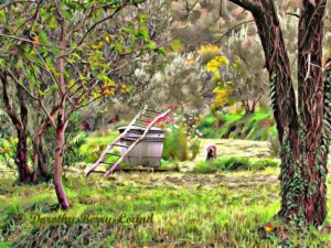 An impressionist style photo painting of a countryside scene. We look through the trunks of several trees, across grass towards and old wooden well that has a wooden ladder leaning against it. To the right of a well a dog has stuck his head up to see who is taking a photograph. In the background there are olive trees and shrubs rising up on a hillside.
