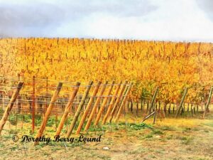 A photo painting of a vineyard in autumn. The vineyard is planted in a hill side with a mild slope to the right. All the vines have changed to gorgeous shades of yellow and gold, just before they wil lose their leaves. In the foreground, a new area of vineyard has been created, with wooden stakes at an angle providing tension to the wires that will eventually have grape vines trained up them.
