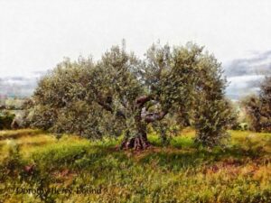 An impressionist style photo painting of a really old olive tree with a wide, split trunk and huge branches with cascades of leaves hanging down on all sides. The tree sits in an olive grove with grassland and a small cat can just be seen walking to the left of the tree, with his tail in the air.
