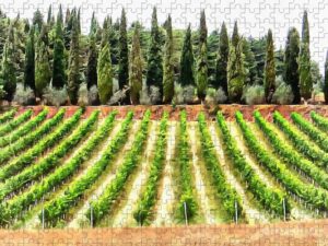 Vineyards and cypress trees as a jigsaw puzzle