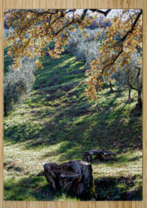 A jigsaw puzzle showing a seat carved out of an old tree trunk on the edge of an olive grove with autumn leaves on the trees that are casting shadows on the scene.