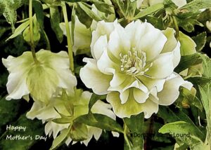 A beautiful white lenten rose with the words Happy Mothers Day