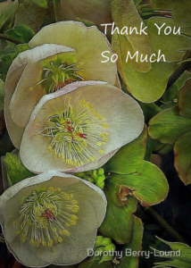 A greeting card showing a group of lenten blooms and the words Thank You So Much